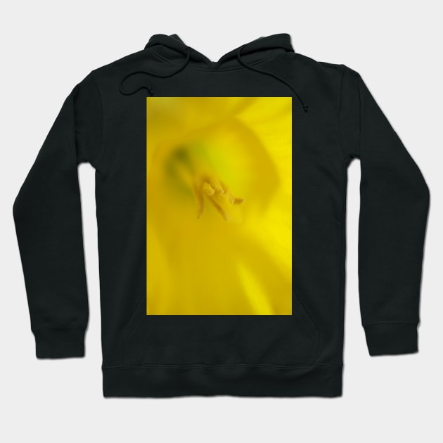 Daffodil Macro Hoodie by Colin-Bentham